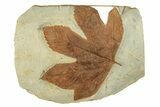 Stunning Double-Sided Fossil Leaf Plate - Montana #271012-1